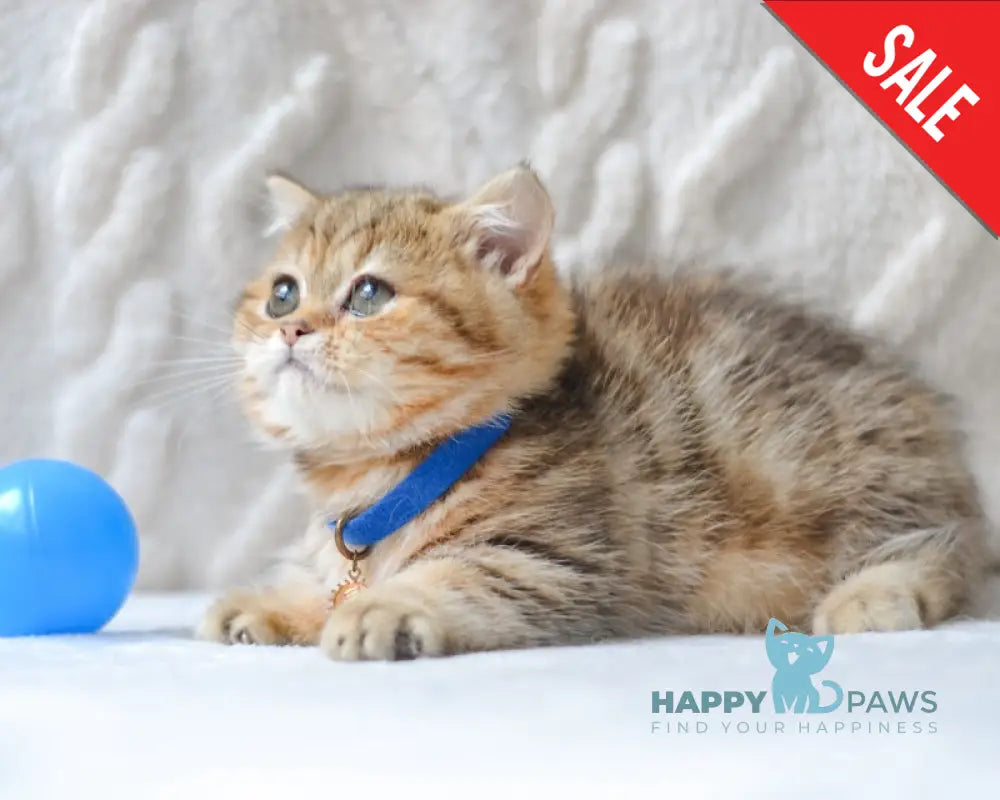 Jay Munchkin male black golden tabby live animals