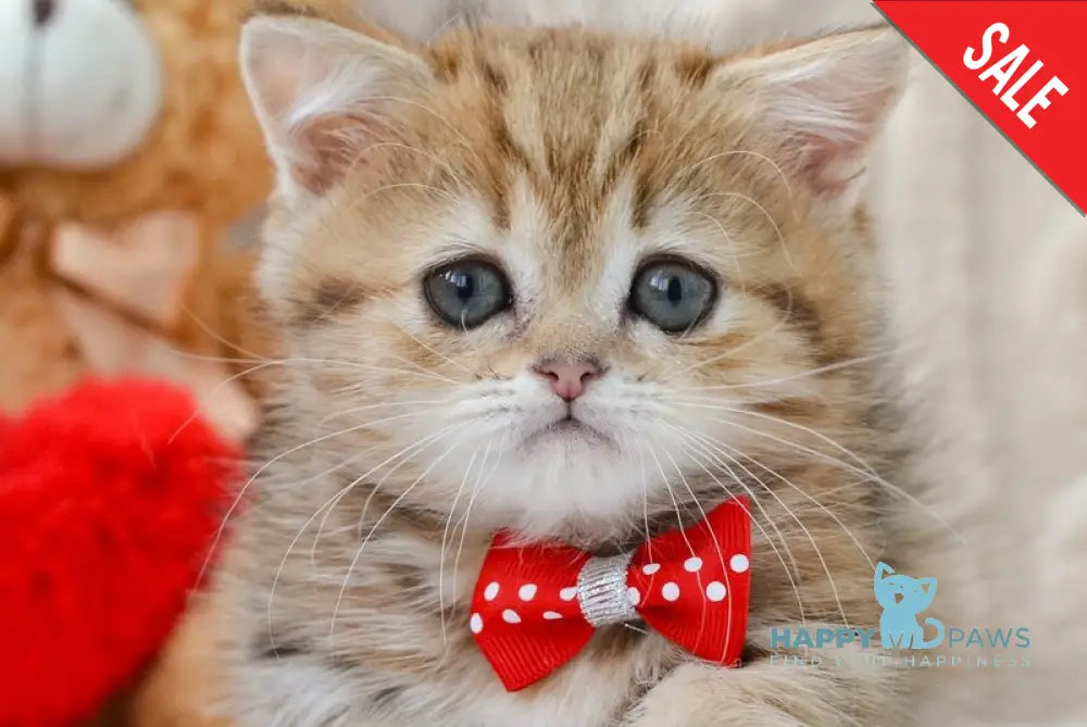 Jay Munchkin male black golden tabby live animals