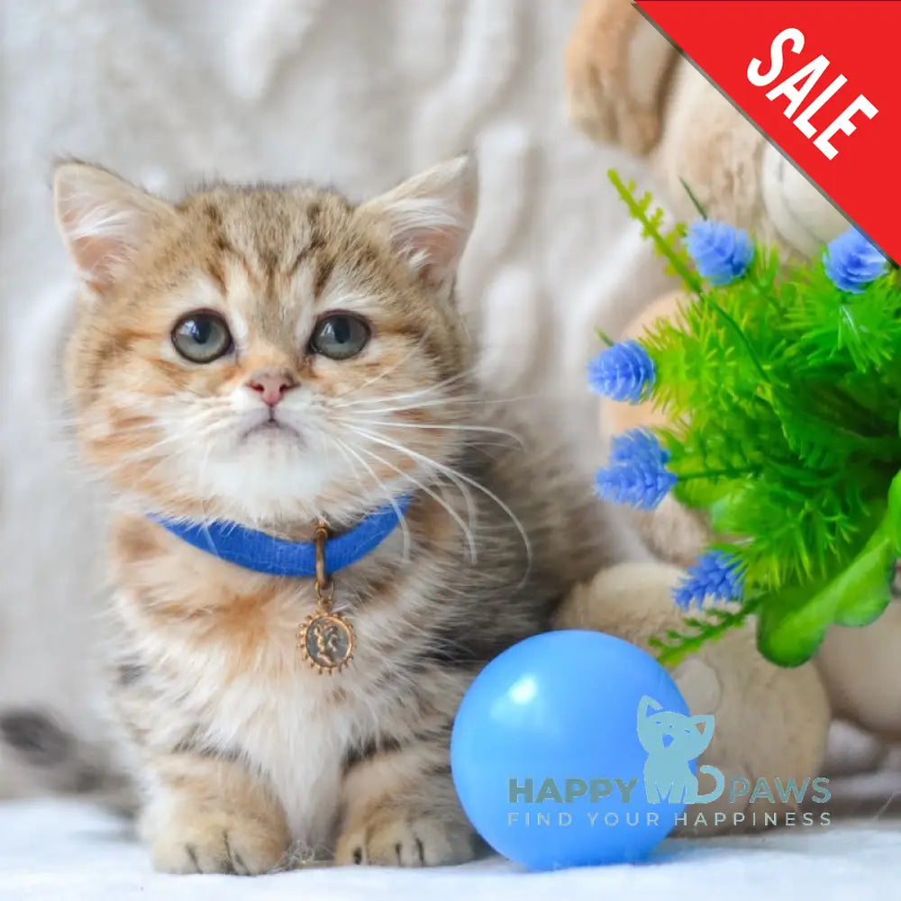 Jay Munchkin male black golden tabby live animals