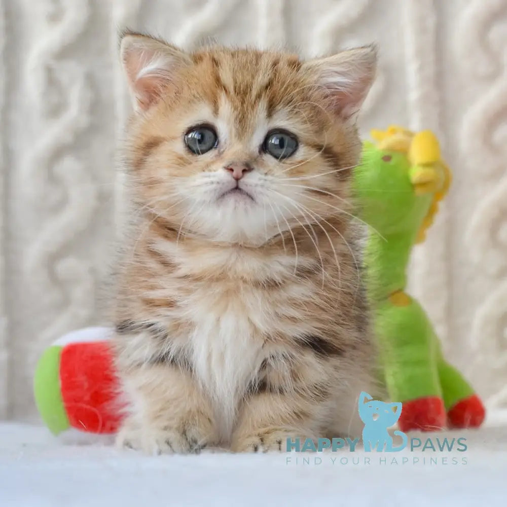 Jay Munchkin male black golden tabby live animals