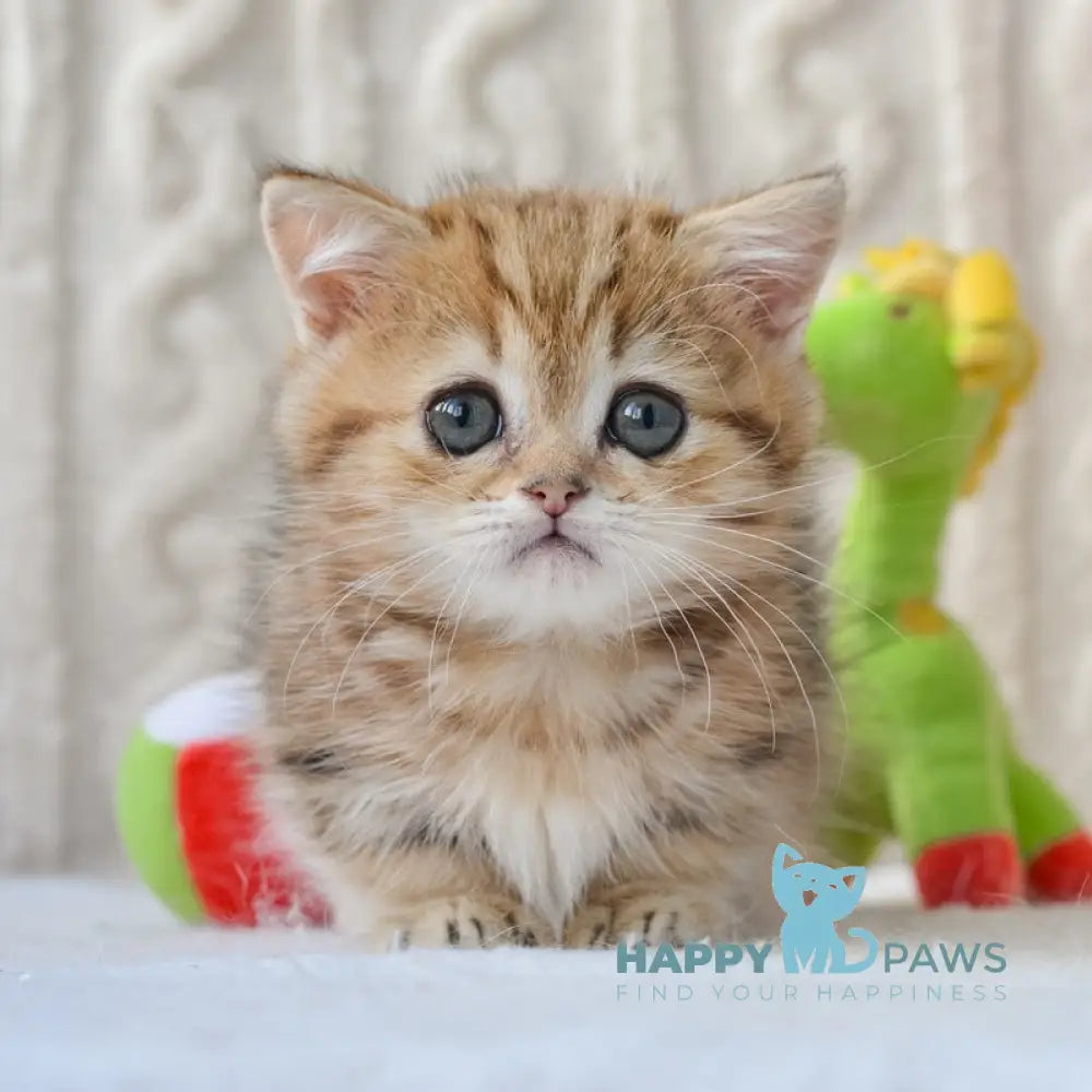 Jay Munchkin male black golden tabby live animals