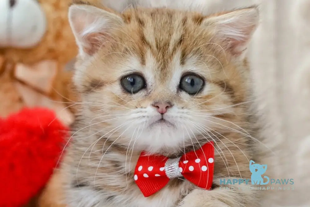 Jay Munchkin male black golden tabby live animals
