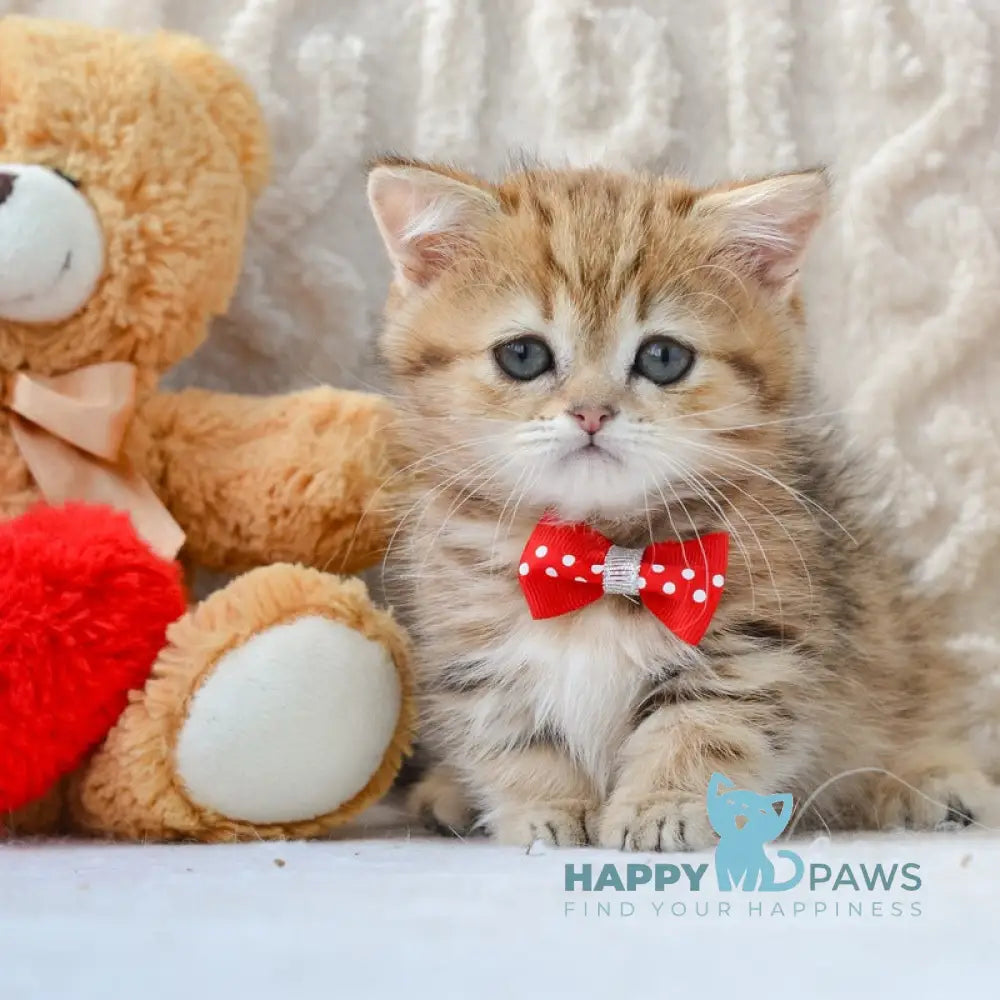 Jay Munchkin male black golden tabby live animals