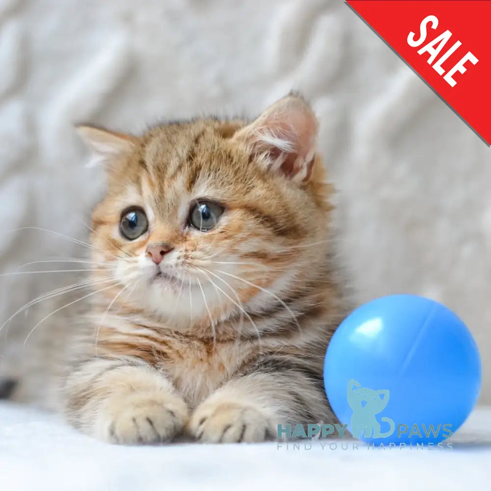 Jay Munchkin male black golden tabby live animals