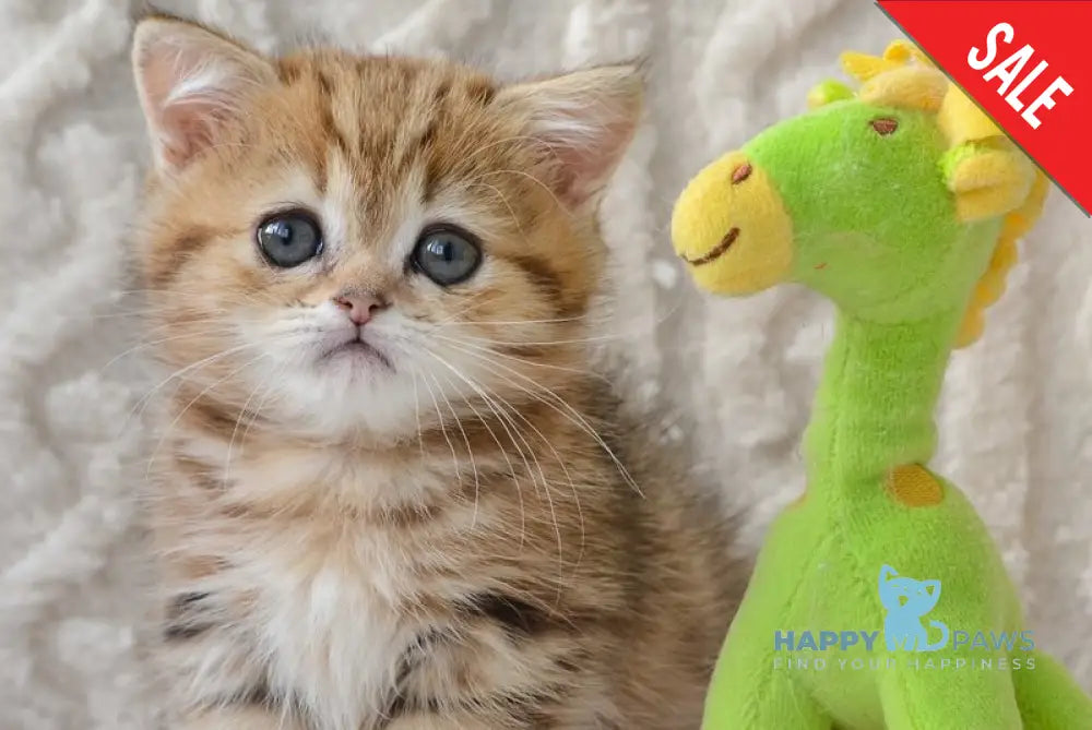 Jay Munchkin male black golden tabby live animals