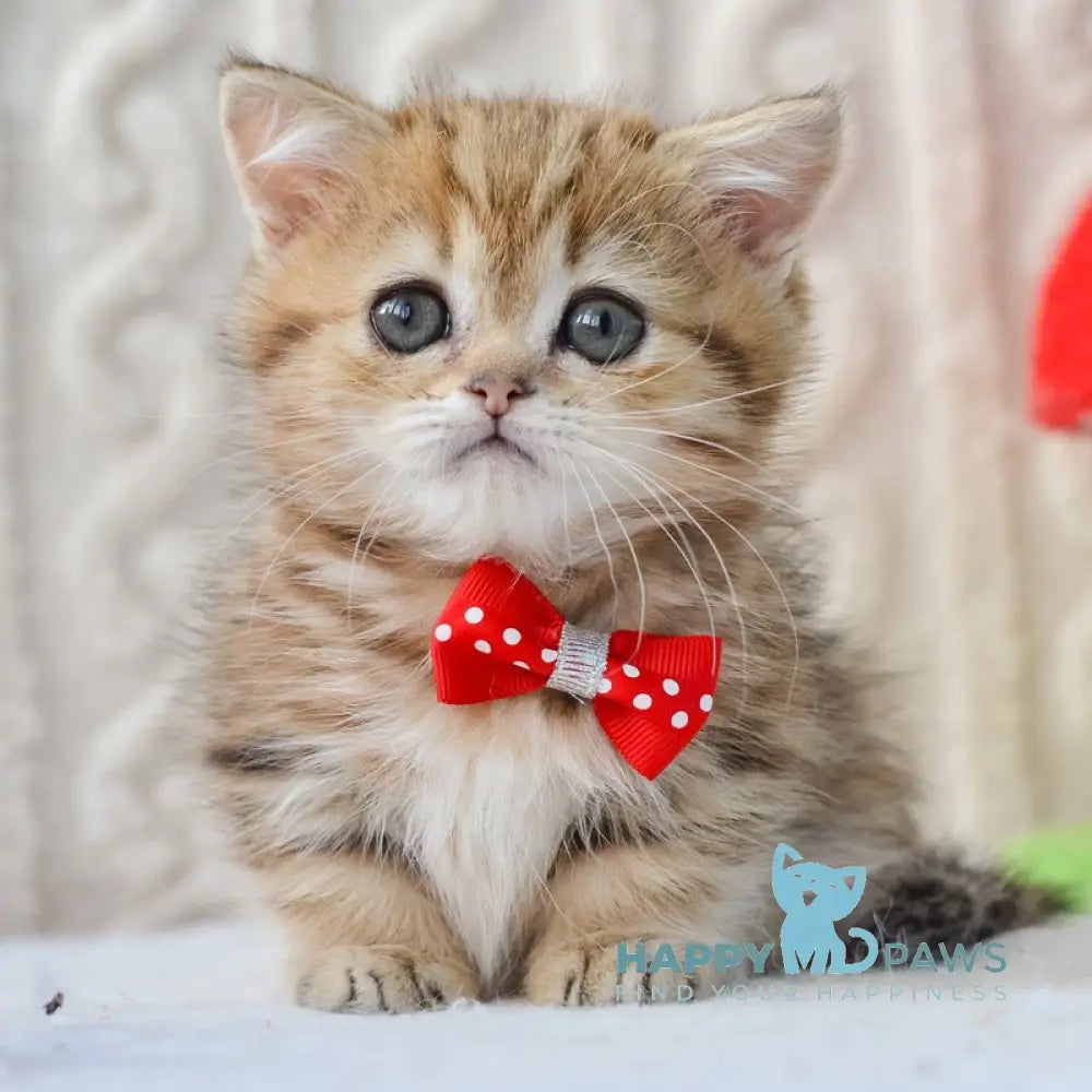 Jay Munchkin male black golden tabby live animals