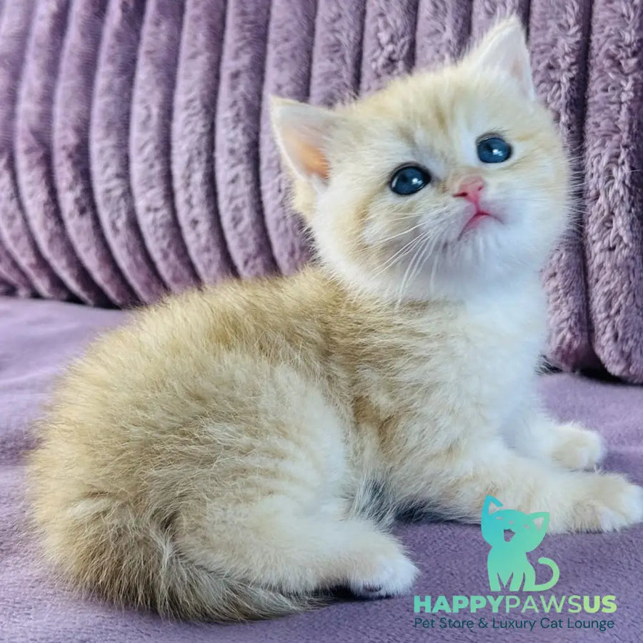 Jaya British Shorthair female chocolate golden spotted tabby - live animals