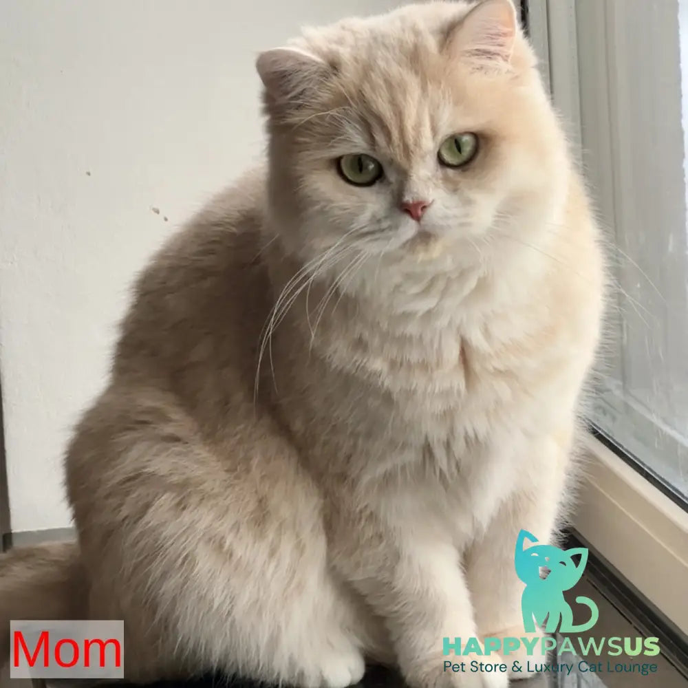 Jaya British Shorthair female chocolate golden spotted tabby - live animals