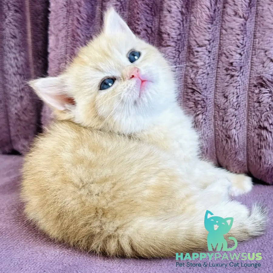 Jaya British Shorthair female chocolate golden spotted tabby - live animals