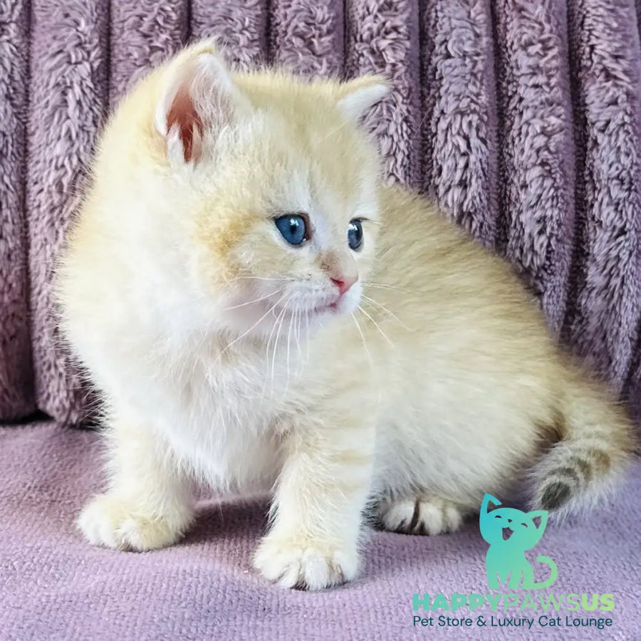 Jaya British Shorthair female chocolate golden spotted tabby - live animals