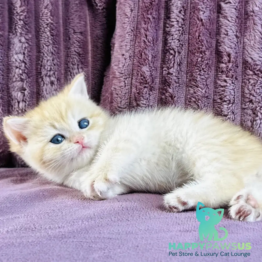Jaya British Shorthair female chocolate golden spotted tabby - live animals