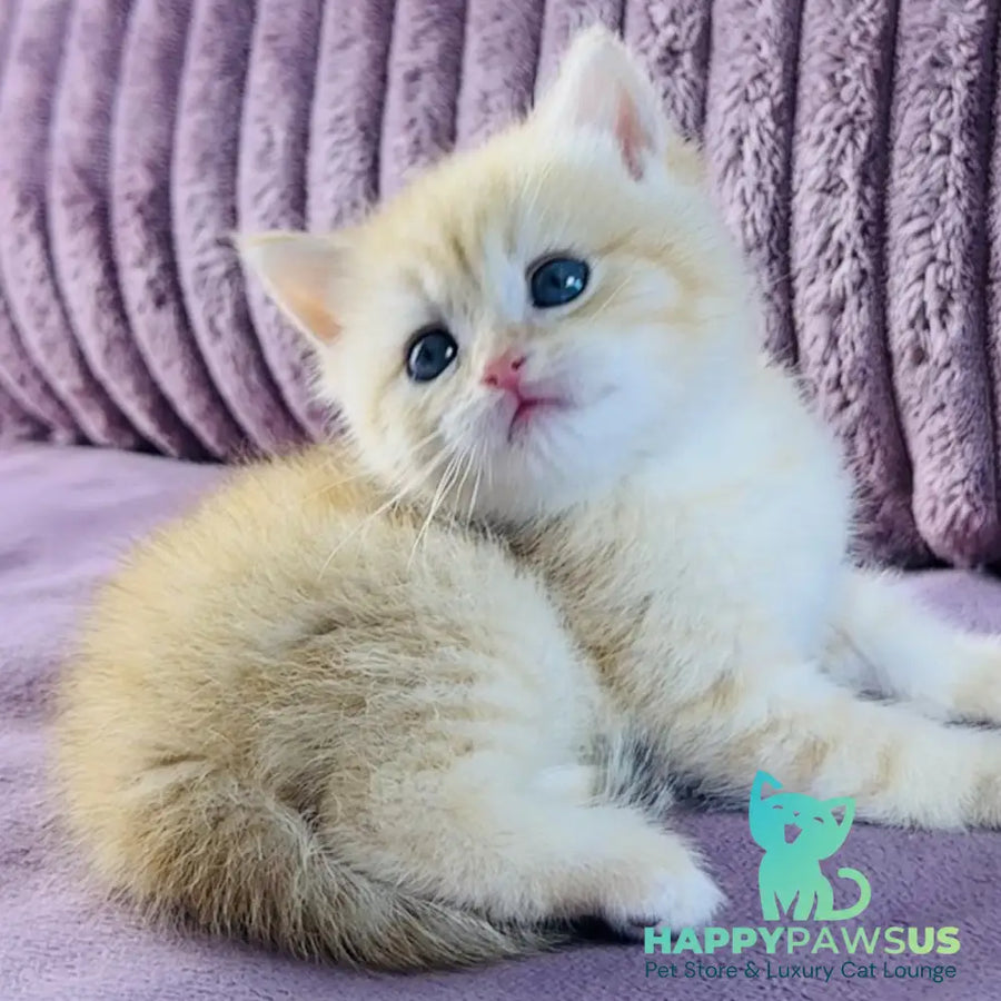 Jaya British Shorthair female chocolate golden spotted tabby - live animals