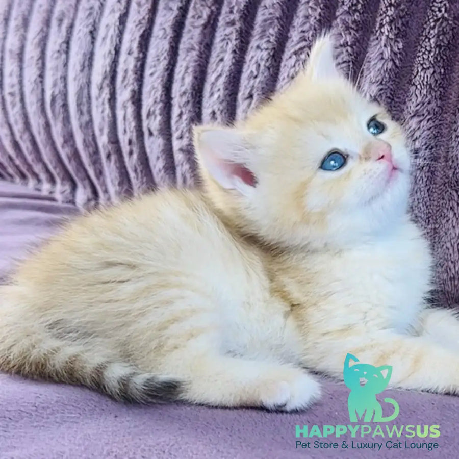 Jaya British Shorthair female chocolate golden spotted tabby - live animals