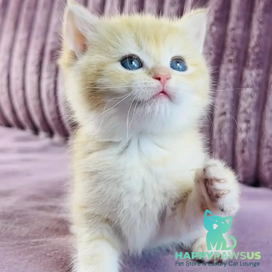 Jaya British Shorthair female chocolate golden spotted tabby - live animals