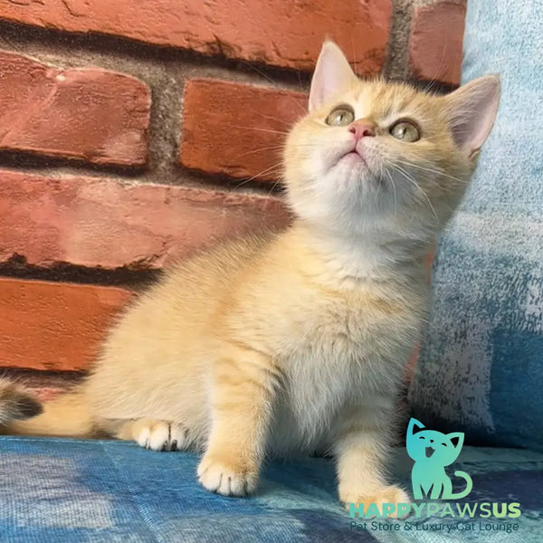 Jaya British Shorthair female chocolate golden spotted tabby - live animals
