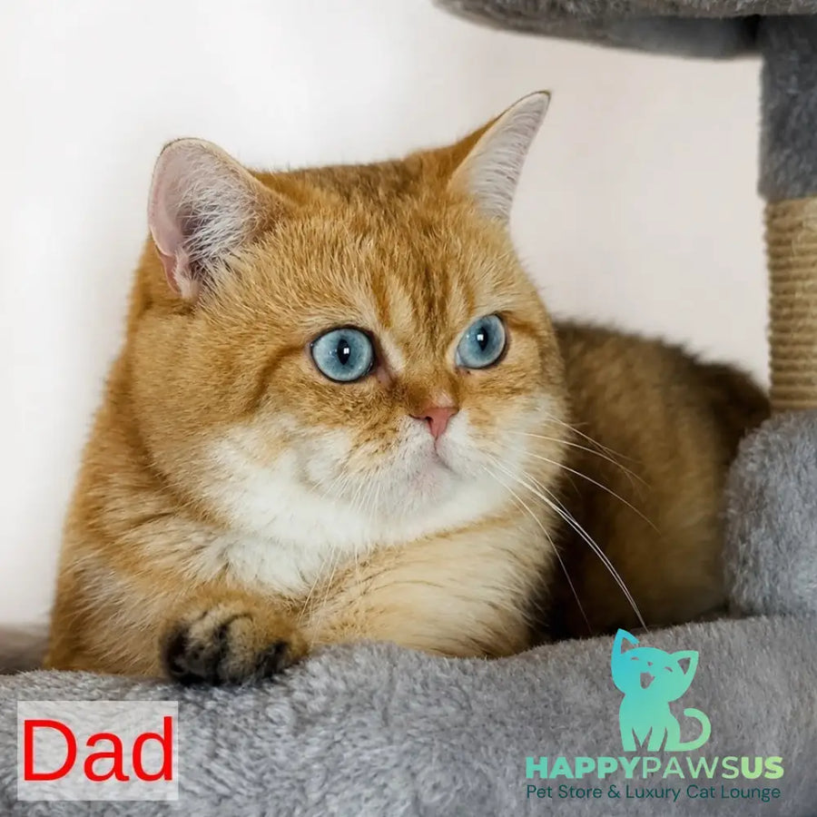 Jaya British Shorthair female chocolate golden spotted tabby - live animals