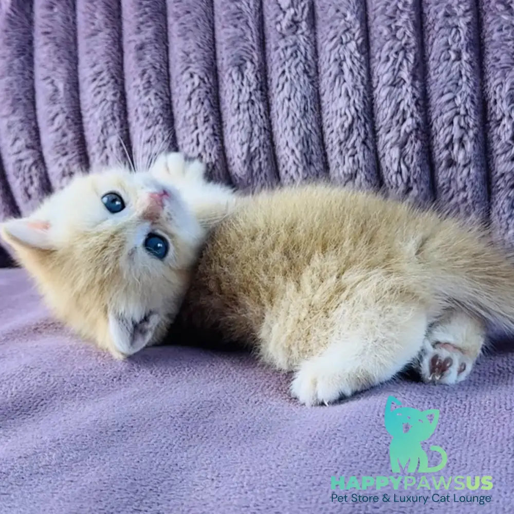 Jaya British Shorthair female chocolate golden spotted tabby - live animals