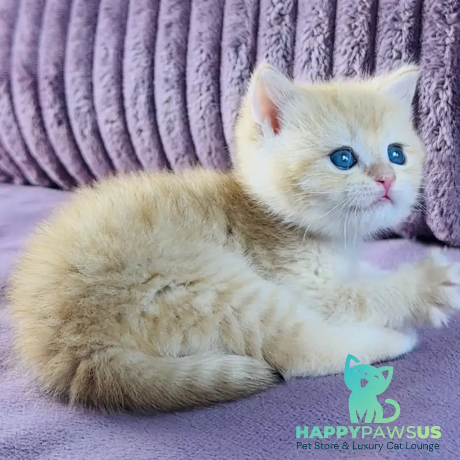 Jaya British Shorthair female chocolate golden spotted tabby - live animals