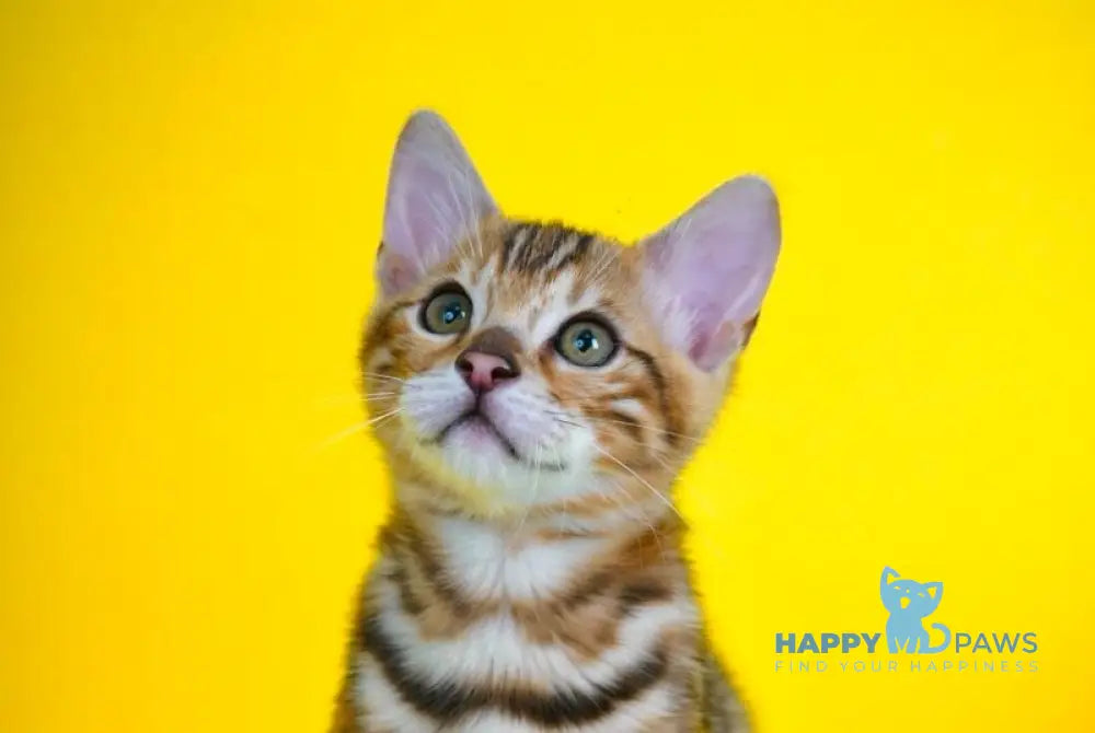 Jayson Bengal male black spotted tabby live animals