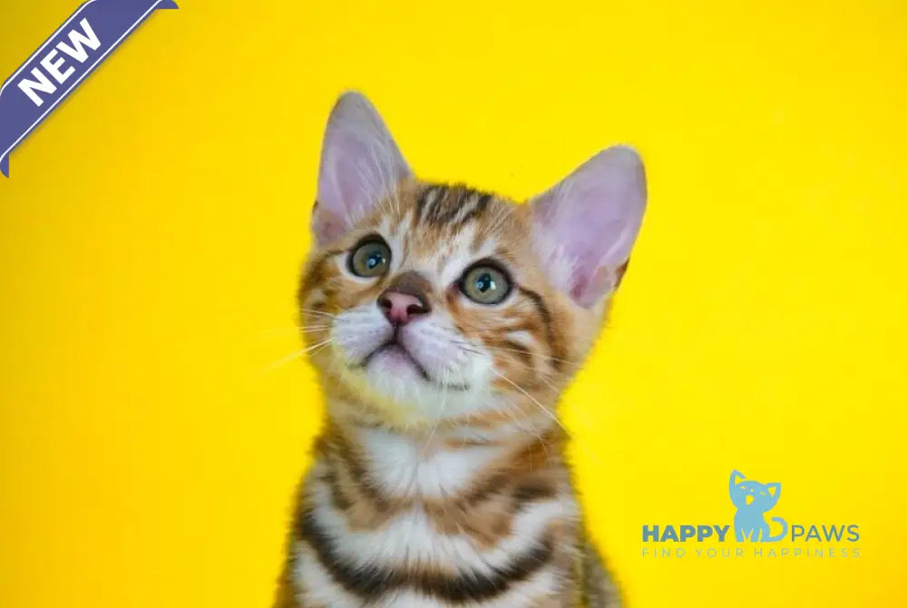 Jayson Bengal male black spotted tabby live animals