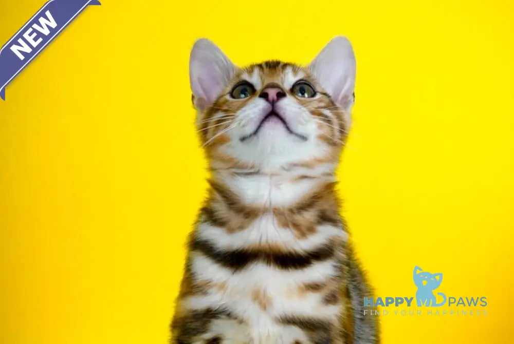 Jayson Bengal male black spotted tabby live animals