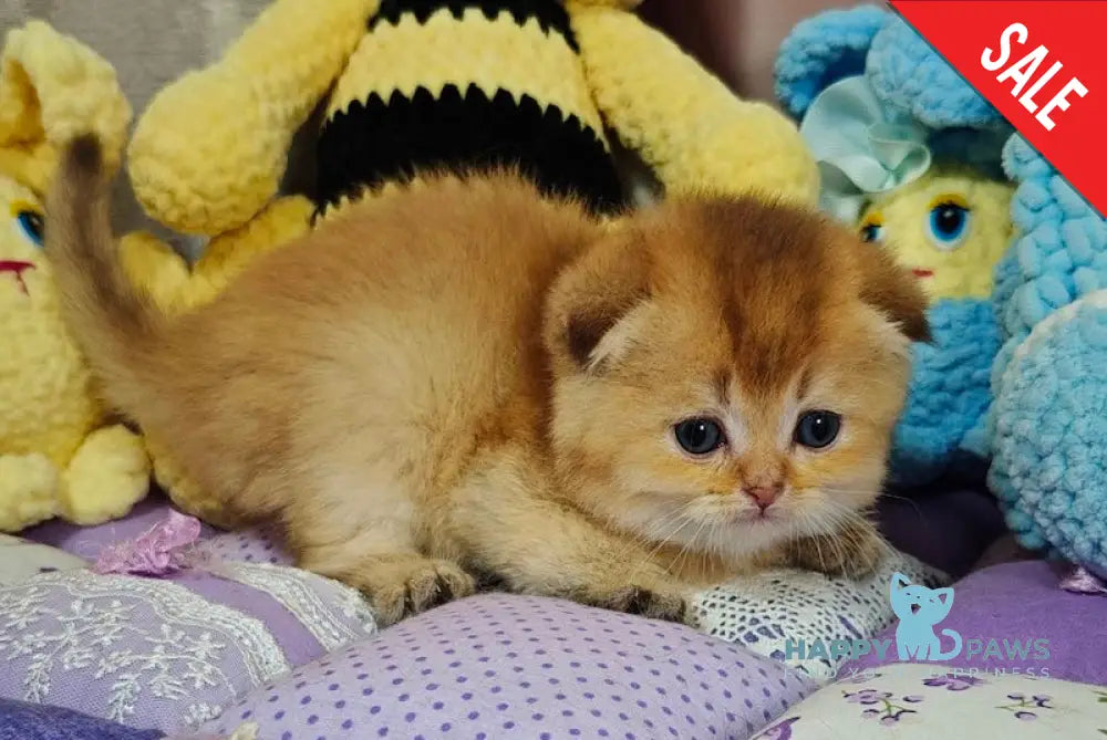 Jaz Scottish Fold male chocolate golden shaded live animals