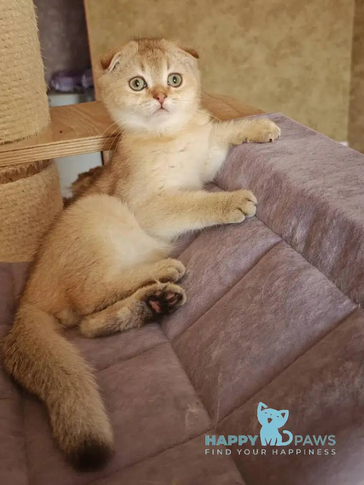 Jaz Scottish Fold male chocolate golden shaded live animals
