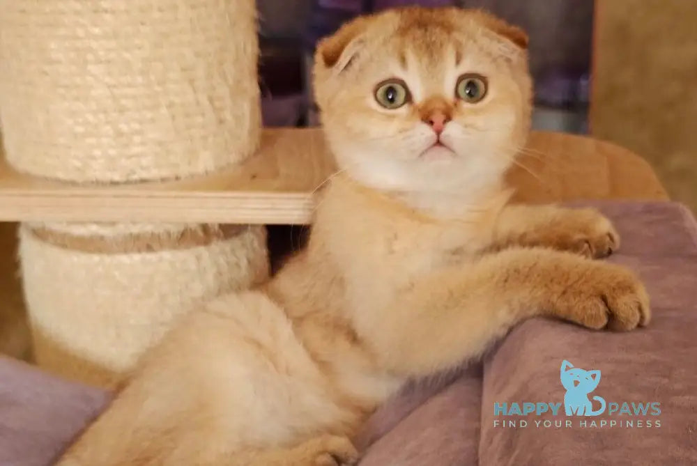 Jaz Scottish Fold male chocolate golden shaded live animals