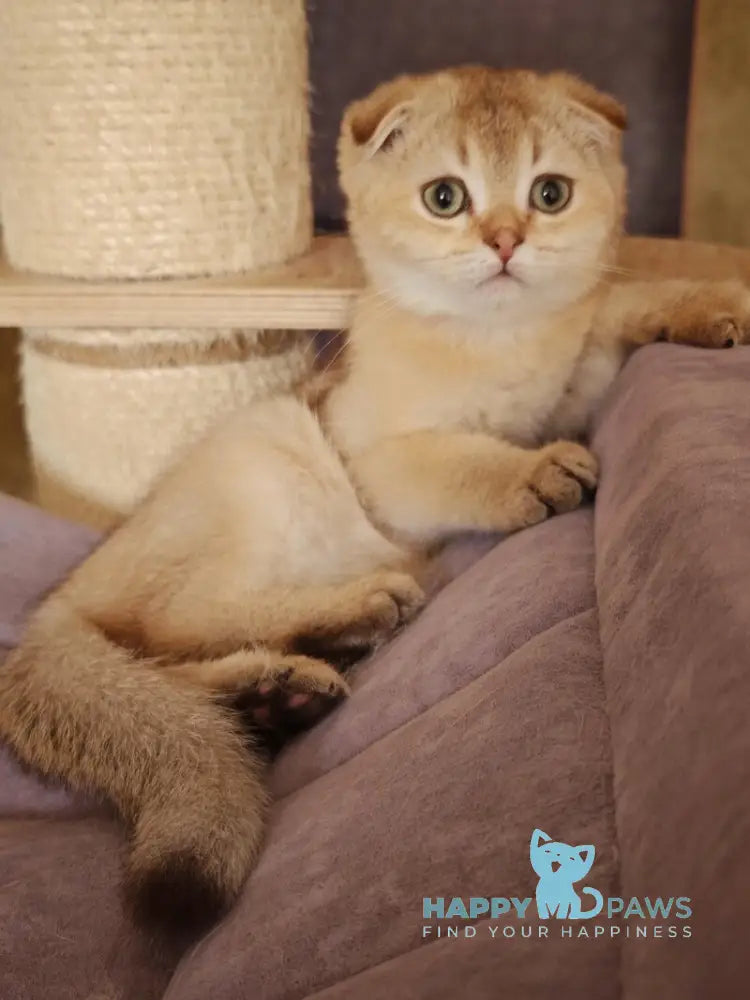 Jaz Scottish Fold male chocolate golden shaded live animals