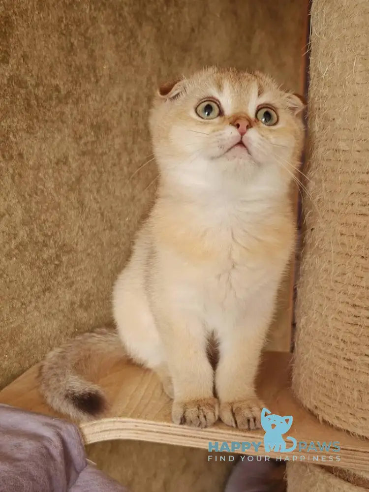 Jaz Scottish Fold male chocolate golden shaded live animals