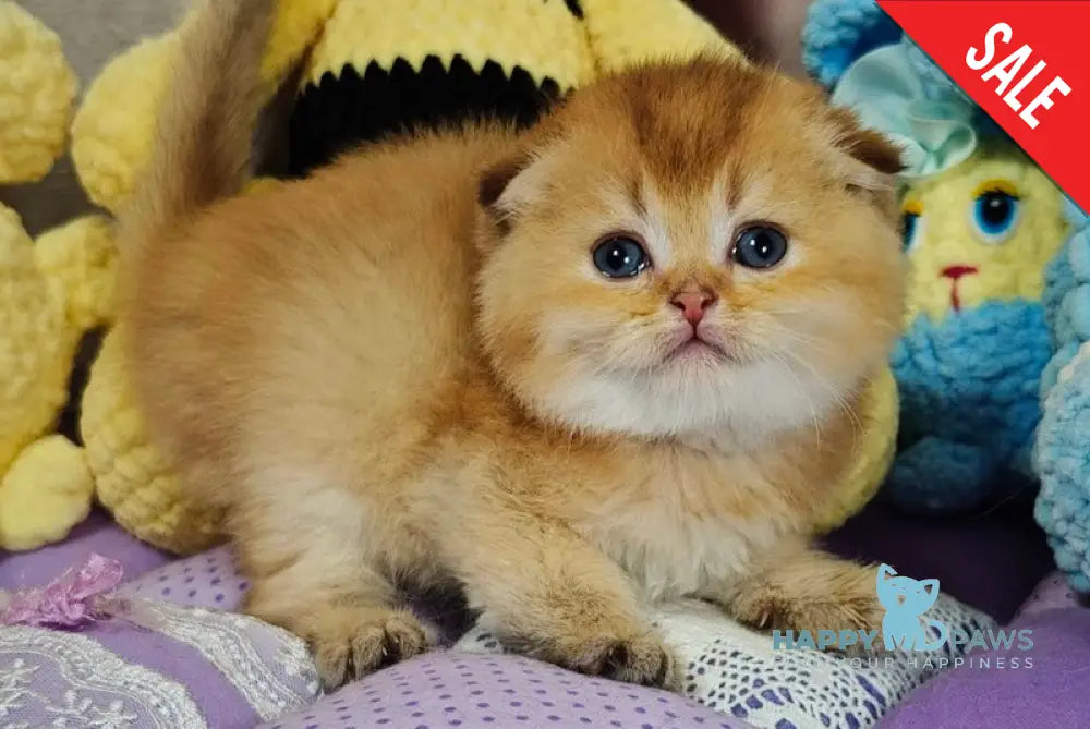 Jaz Scottish Fold male chocolate golden shaded live animals