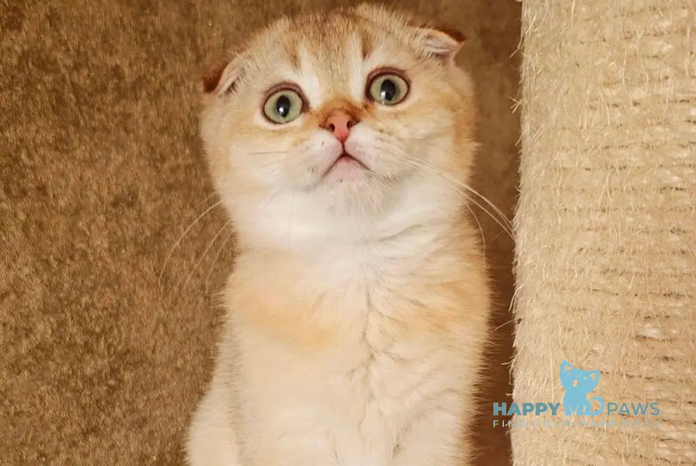 Jaz Scottish Fold male chocolate golden shaded live animals