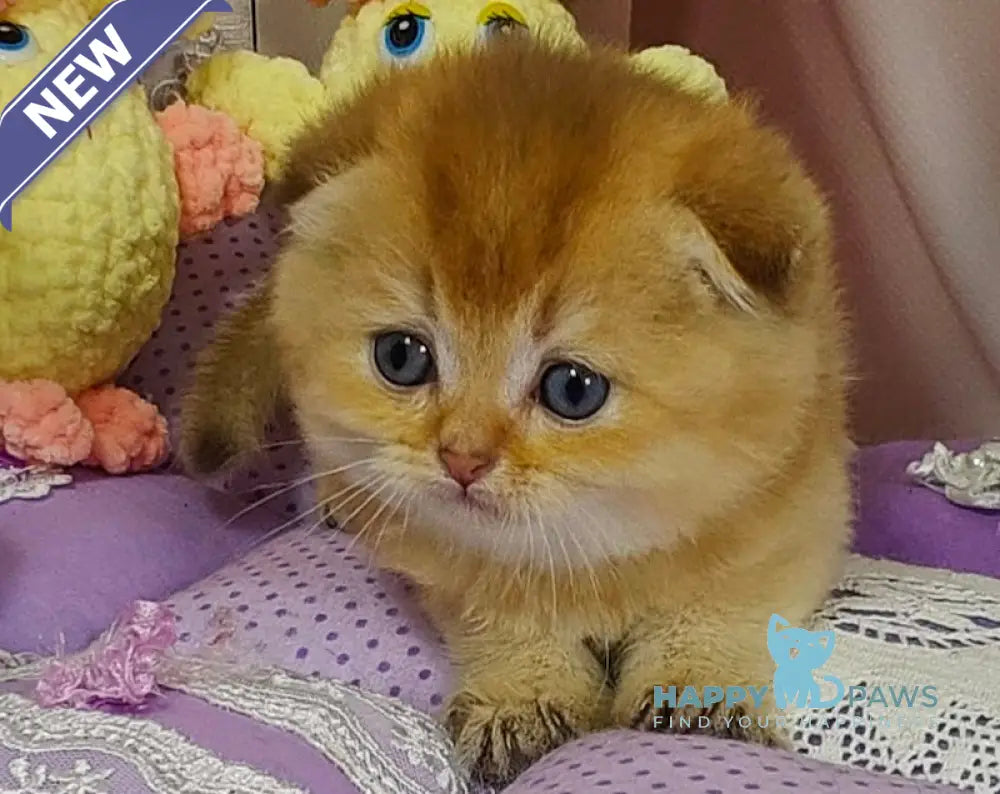 Jaz Scottish Fold male chocolate golden shaded live animals