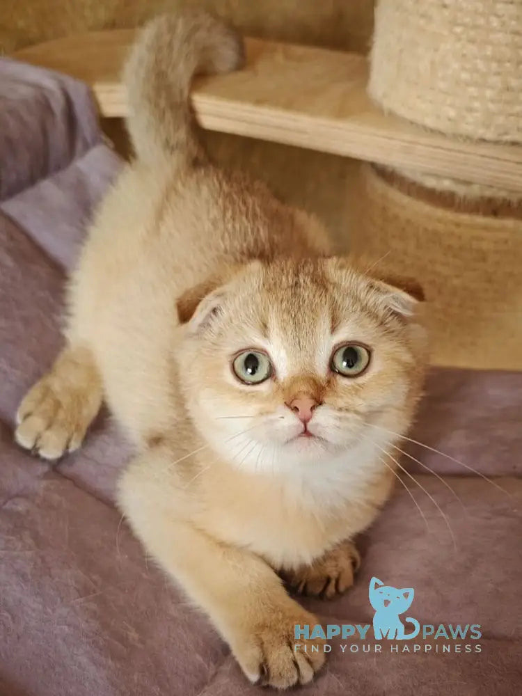 Jaz Scottish Fold male chocolate golden shaded live animals