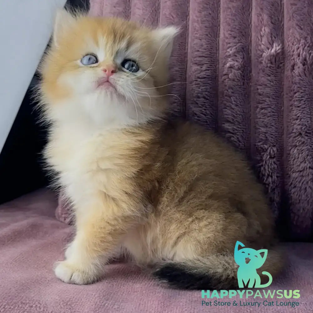 Jazz British Longhair male black golden chinchilla - live animals