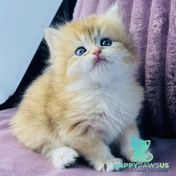 Jazz British Longhair male black golden chinchilla - live animals