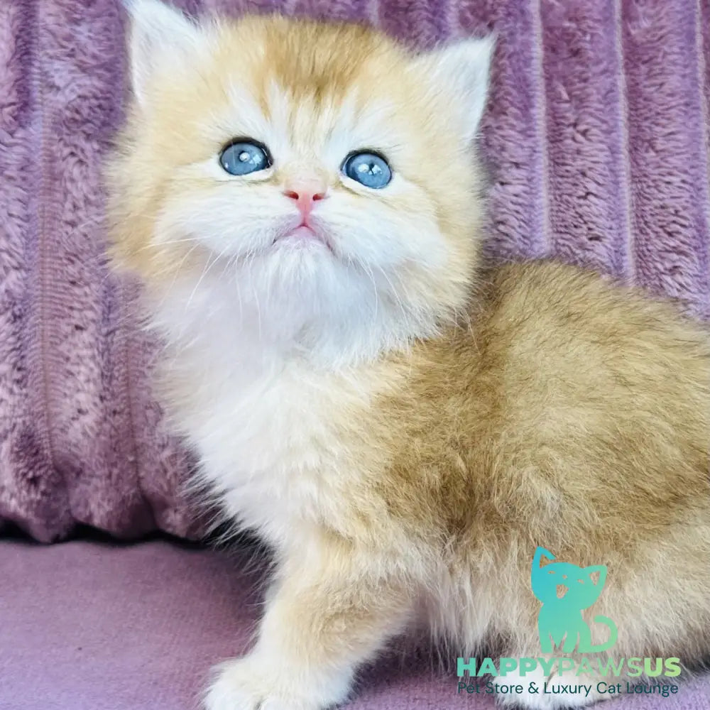 Jazz British Longhair male black golden chinchilla - live animals