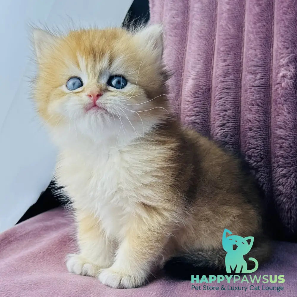 Jazz British Longhair male black golden chinchilla - live animals