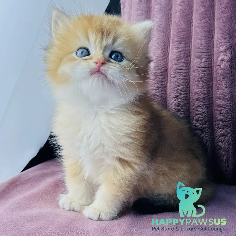 Jazz British Longhair male black golden chinchilla - live animals