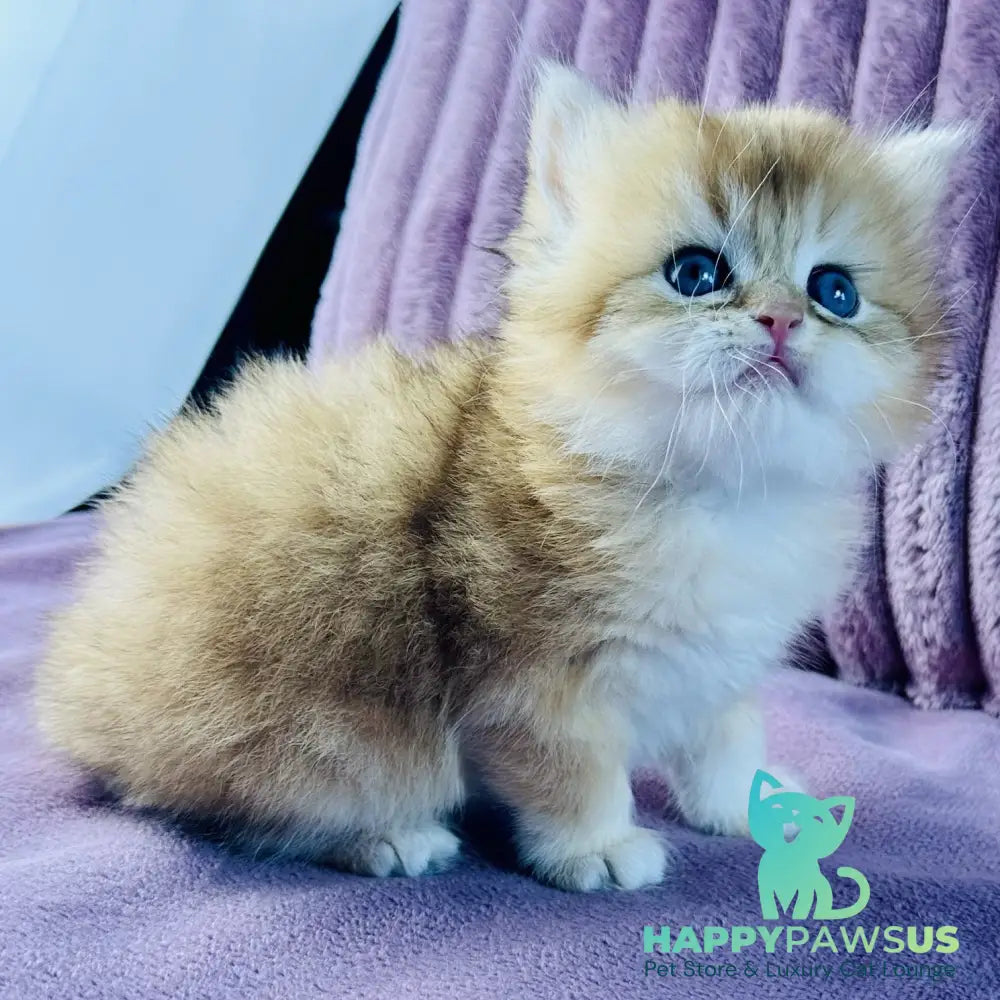 Jazz British Longhair male black golden chinchilla - live animals