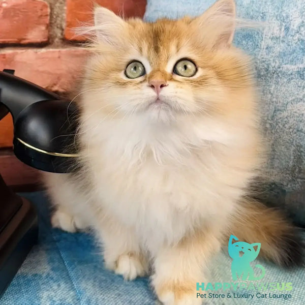 Jazz British Longhair male black golden chinchilla - live animals