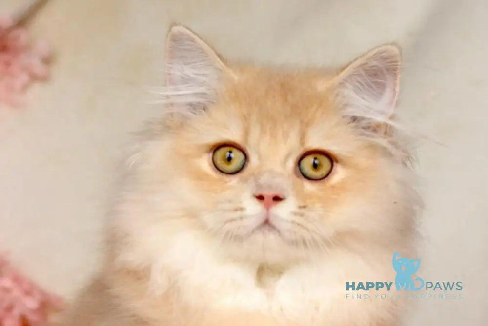 Jazz British Longhair male cream golden chinchilla live animals