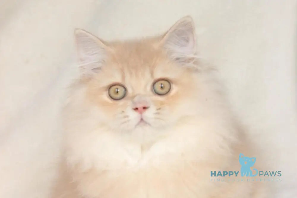 Jazz British Longhair male cream golden chinchilla live animals