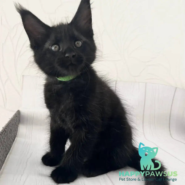 Jazz Maine Coon male black - live animals