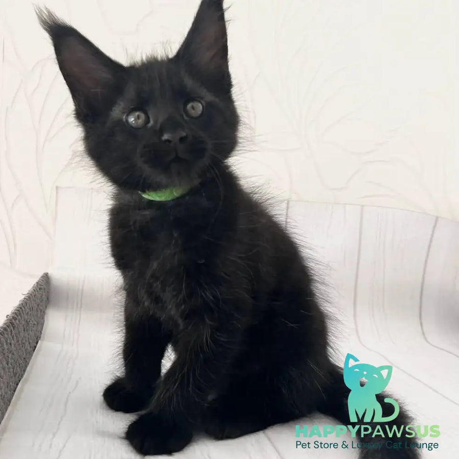 Jazz Maine Coon male black - live animals