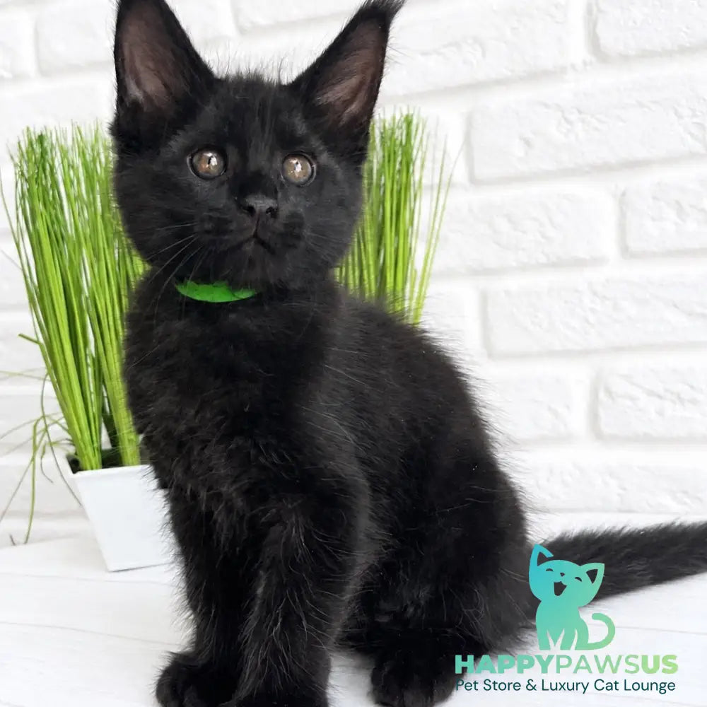 Jazz Maine Coon male black - live animals