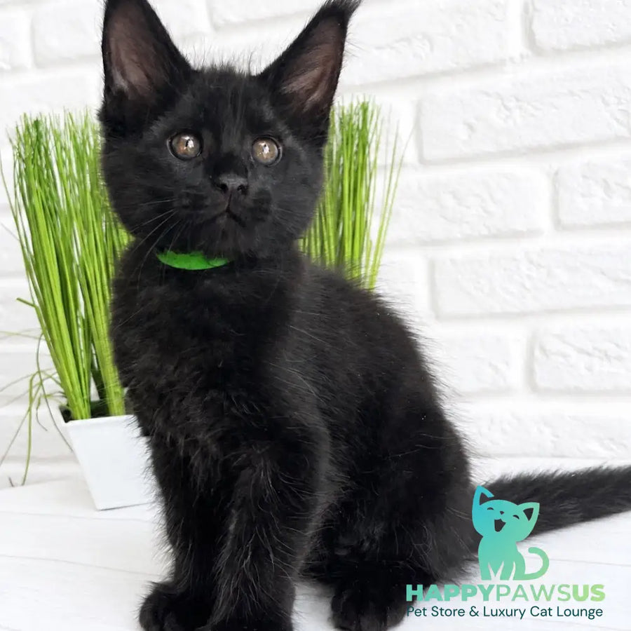 Jazz Maine Coon male black - live animals