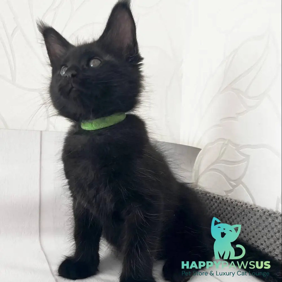 Jazz Maine Coon male black - live animals