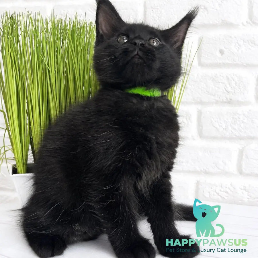 Jazz Maine Coon male black - live animals