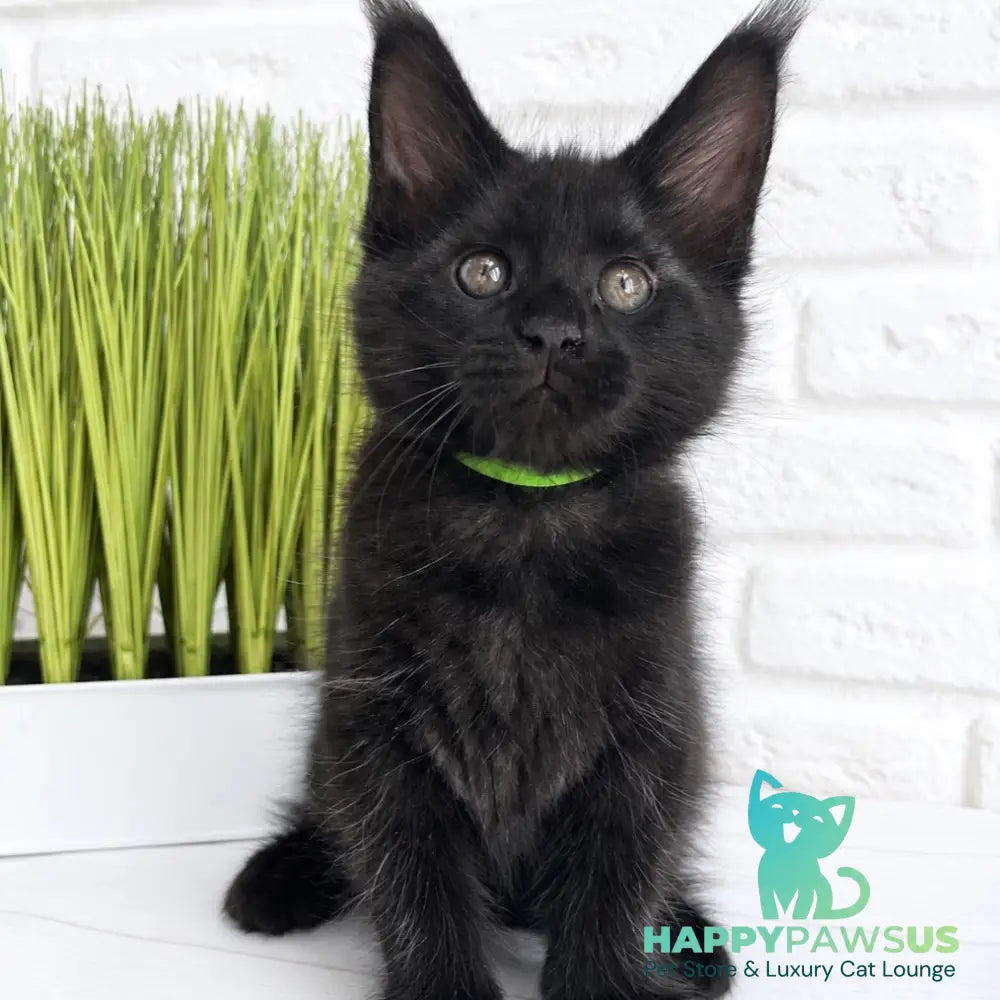 Jazz Maine Coon male black - live animals